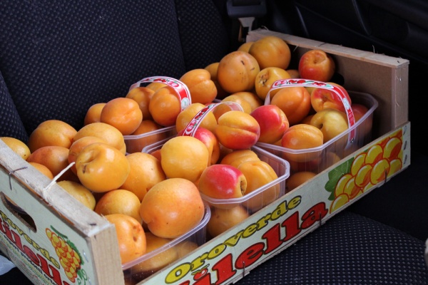 8 kilos of apricots